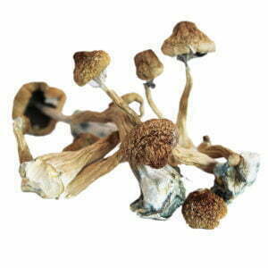 Champignons africains du Transkei