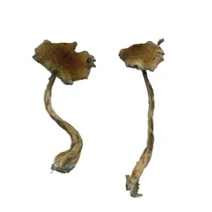 Champignons Alacabenzi