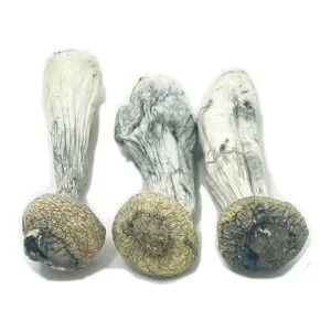 Champignons de l'envie du pénis albinos