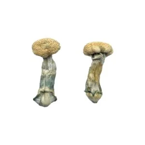 Champignons de la Côte au Trésor
