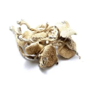 Champignons amazoniens
