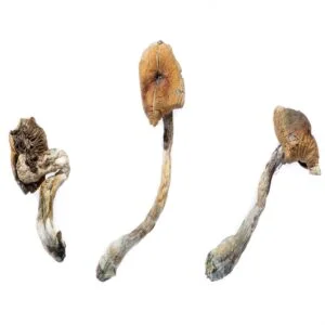 Champignons B+