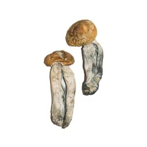 Champignons magiques mexicains