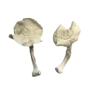 Champignons magiques de Louisiane