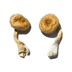 Champignon doré du Cambodge