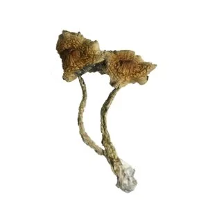 Champignon rampant