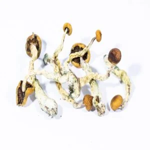 Champignon rampant