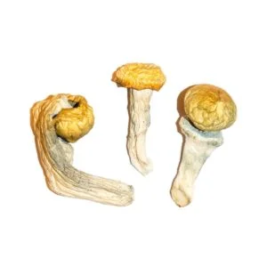 Champignons de l'envie du pénis