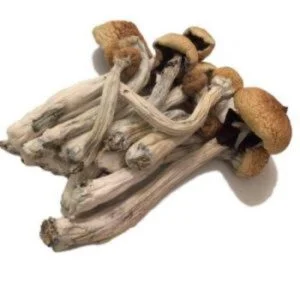 Champignon Psilocybe Mexicana
