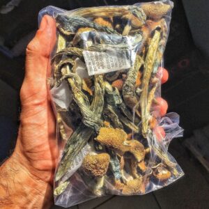 Professeur d'or | Champignons | Champignons