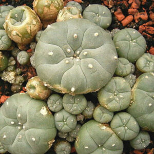Cactus à mescaline à vendre
