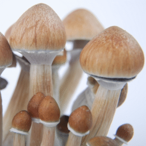 Champignons albinos du Cambodge