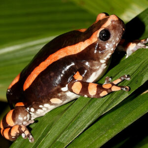 VENIN DE CRAPAUD PHRYNOMANTIS BIFASCIATUS