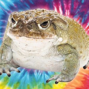 VENIN DE BUFO BUFO