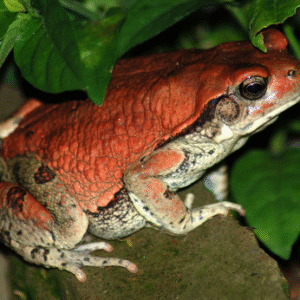 VENIN DE CRAPAUD DE SCHISMADERMA CARENS