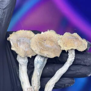 Acheter des champignons à Paris en ligne